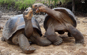 9484-aldabra-giant-tortoise-1920x1200-animal-wallpaper