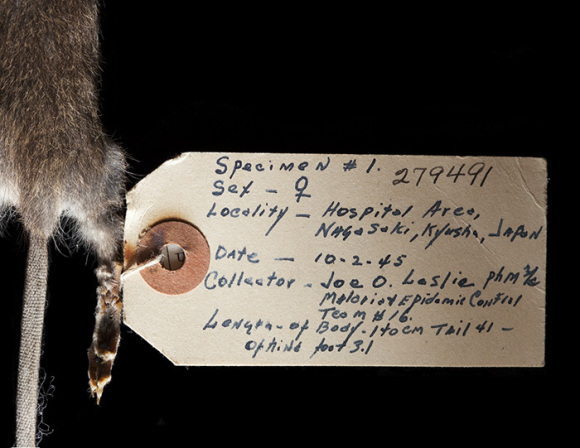 FF9: "Atomic Age Rodents: in search of the first animals of the Anthropocene" by Dominic Walker (© Center for PostNatural History, 2011)