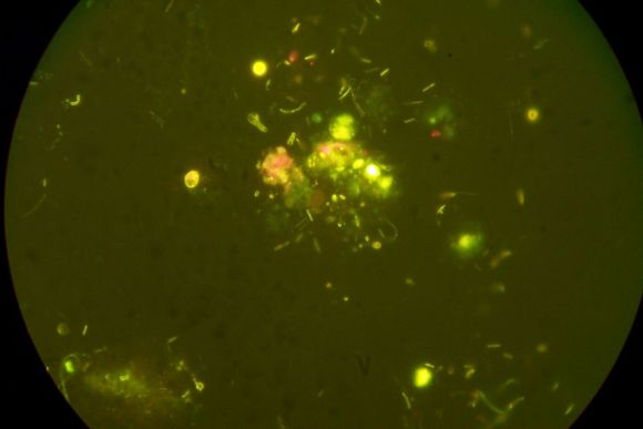 FF2: 5th Millennium Microbe by Maria Fannin (Image Credit: U.S. Geological Survey/photo by John T. Lisle)